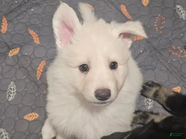German Shepherd dogs for sale: German Shepherd 1 - Ad 2