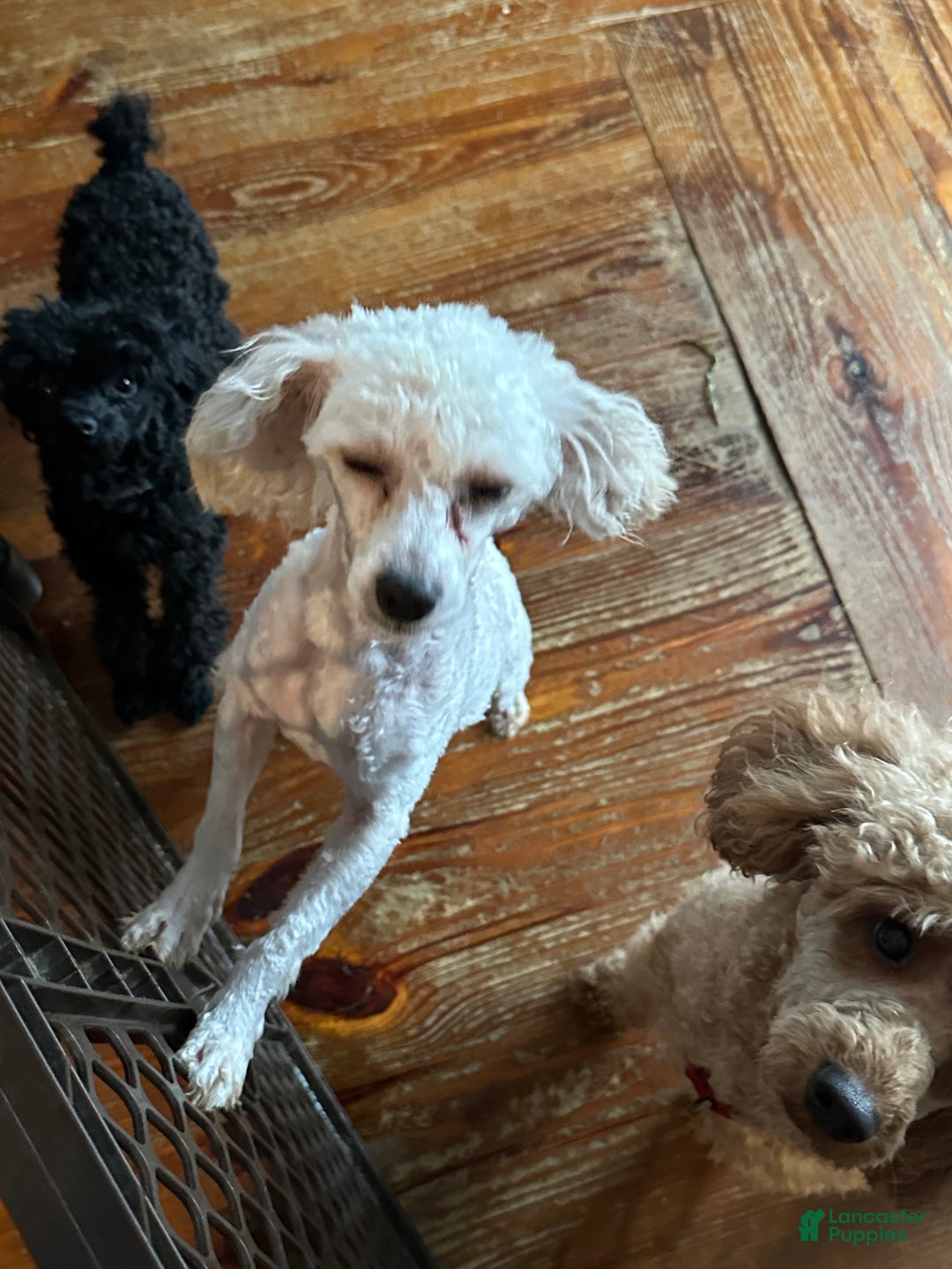 Miniature Poodle dogs for sale: Miniature Poodle Puppy 2 - Ad 1