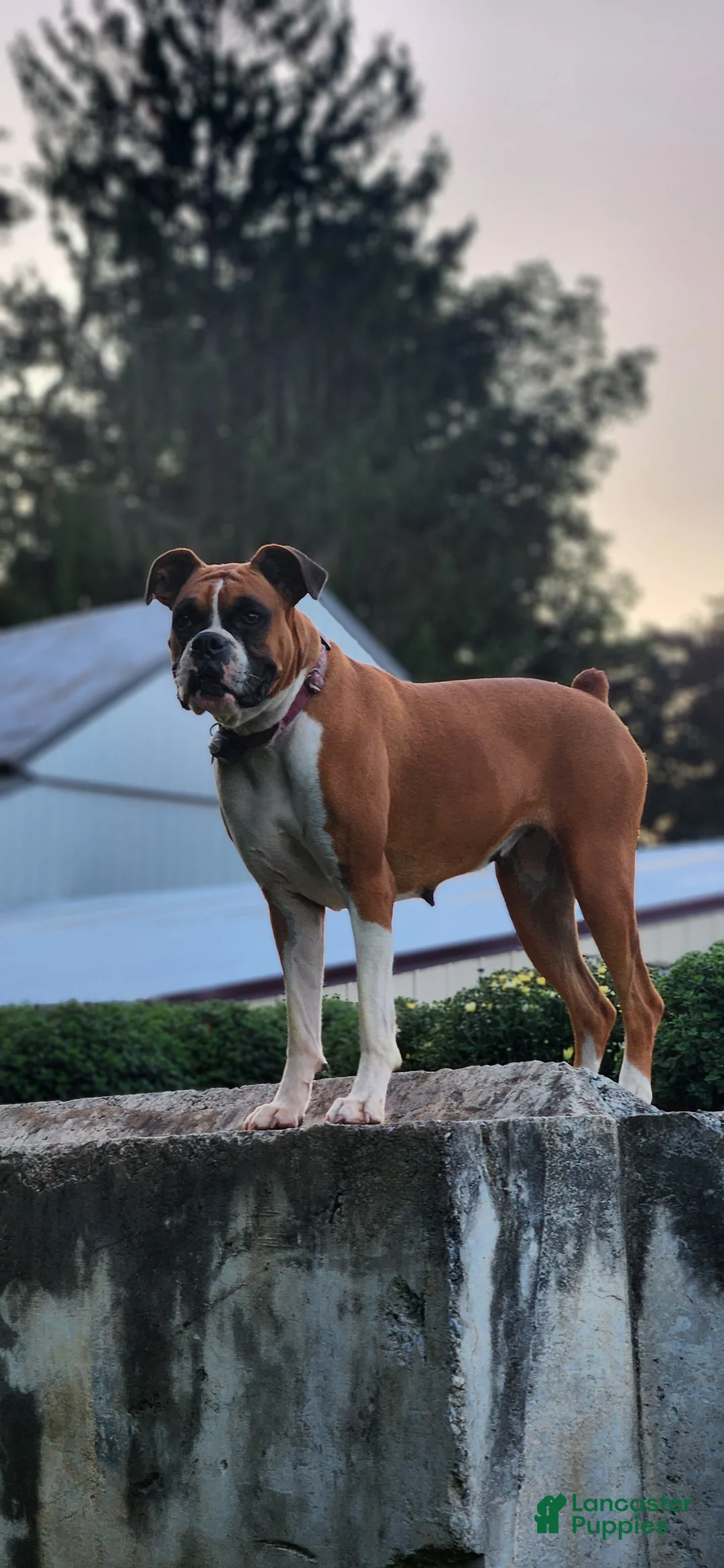 Boxer dogs for sale: JASPER - Ad 4