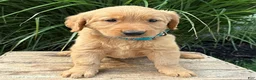 Golden Retriever dogs for sale: Scout - Ad 3