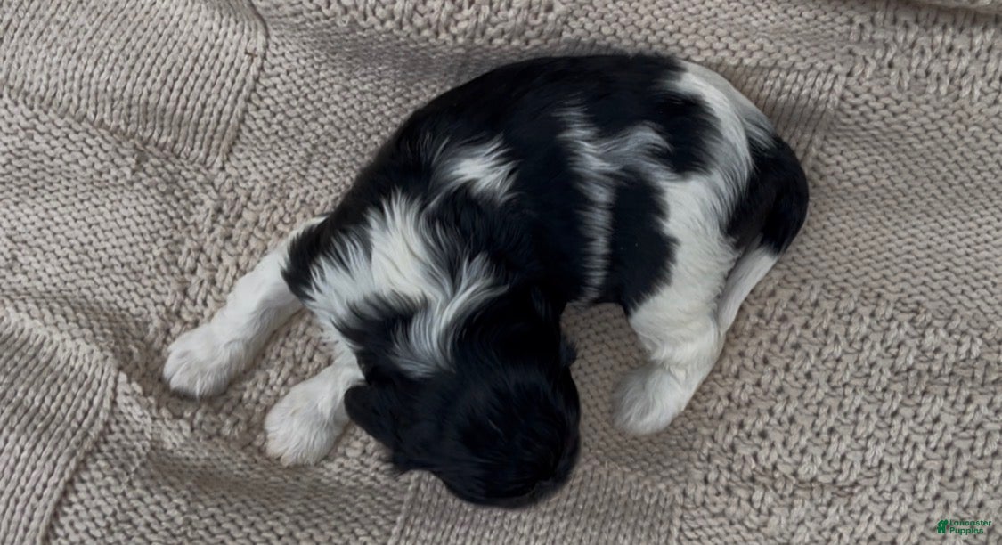 Mixed Breed dogs Zoë - Ad 2