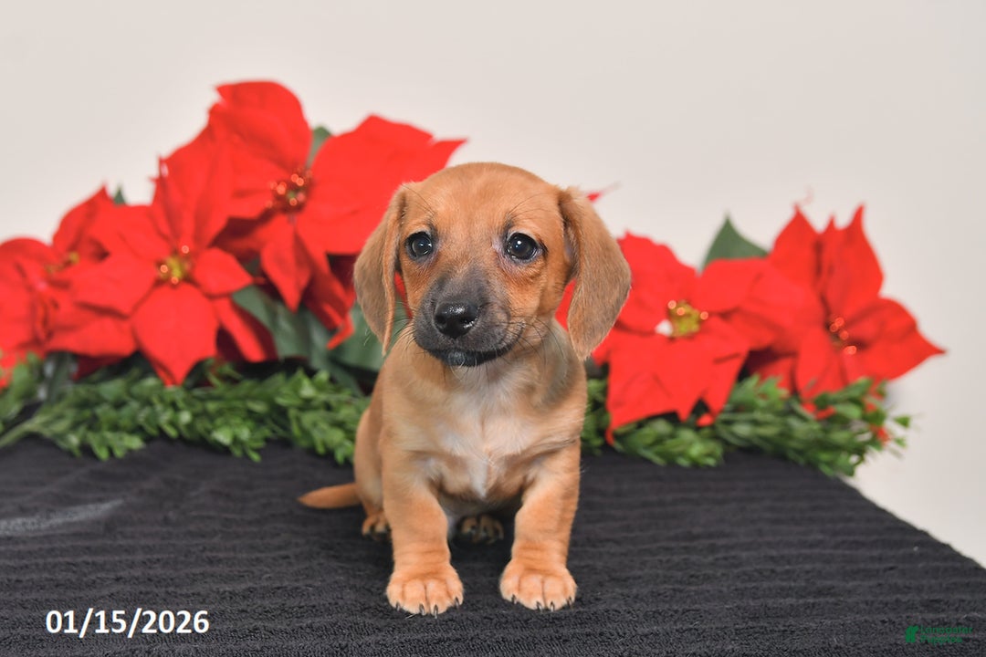 Miniature Dachshund dogs for sale: Jesse - Ad 5
