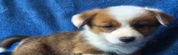 Siberian Husky dogs for sale: Siberian Husky 4 - Ad 3