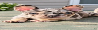 Clarabelle