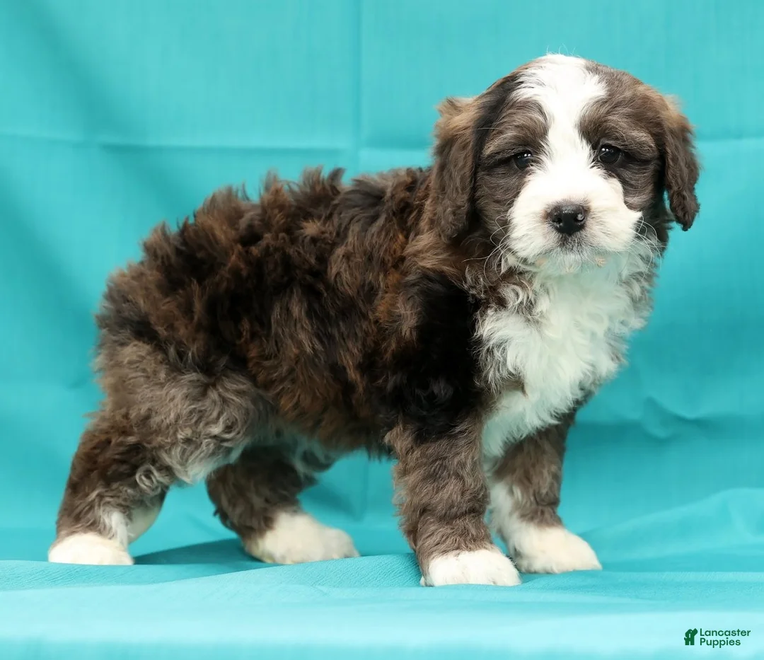 Mini Bernedoodle dogs for sale: Olive - Ad 6