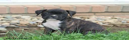 Boxer dogs for sale: Stella - Ad 9