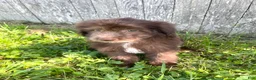 Mixed Breed dogs for sale: Carlton - Ad 14
