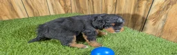 Mini Aussiedoodle dogs for sale: Sunset Boy 2 - Ad 4