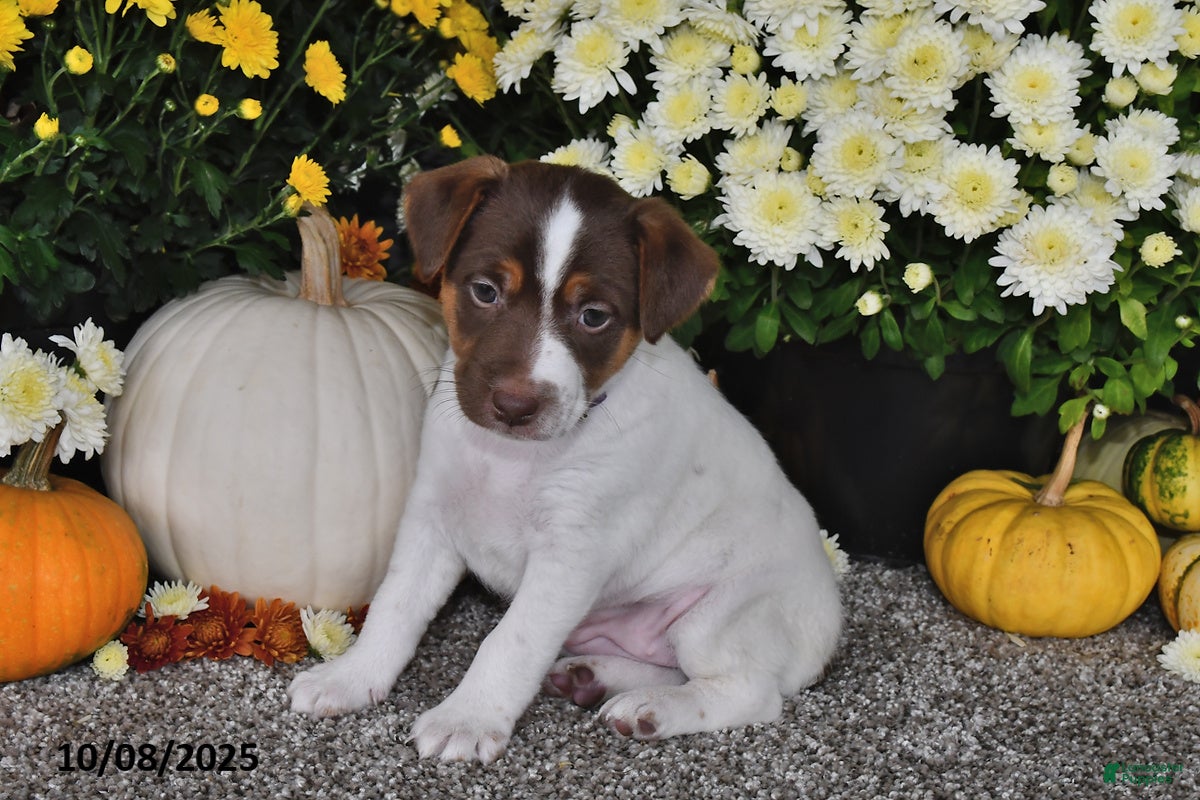 Jack Russell Terrier dogs Sierra - Ad 21