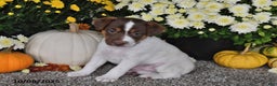 Jack Russell Terrier dogs for sale: Sierra - Ad 1