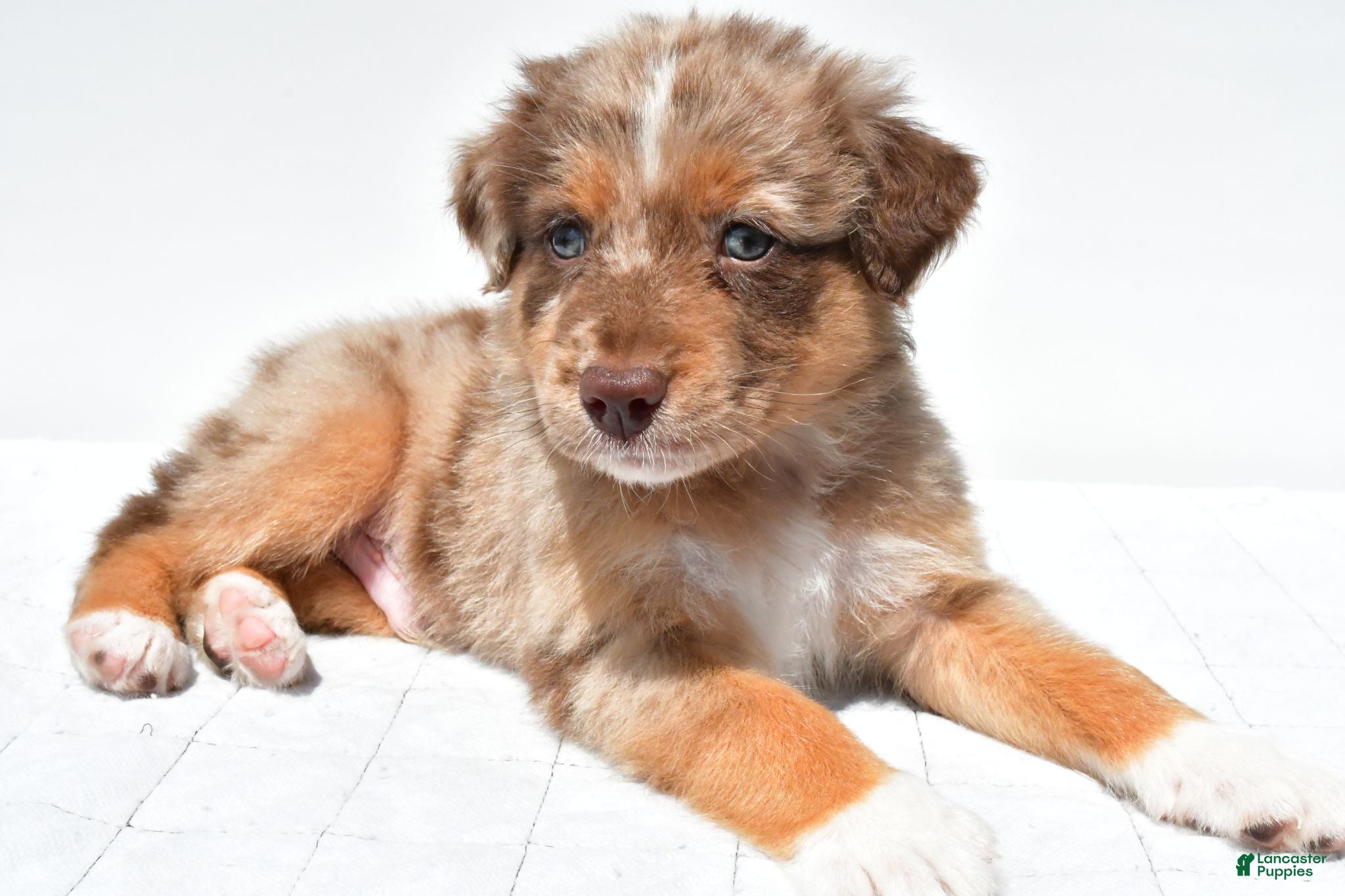 Australian Shepherd dogs Lee - Ad 1