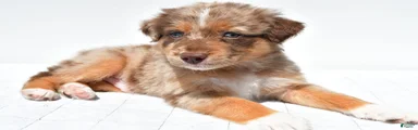 Lee