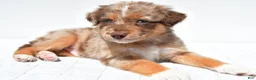 Australian Shepherd dogs for sale: Lee - Ad 6