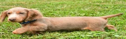Miniature Dachshund dogs for sale: Bentley - Ad 7
