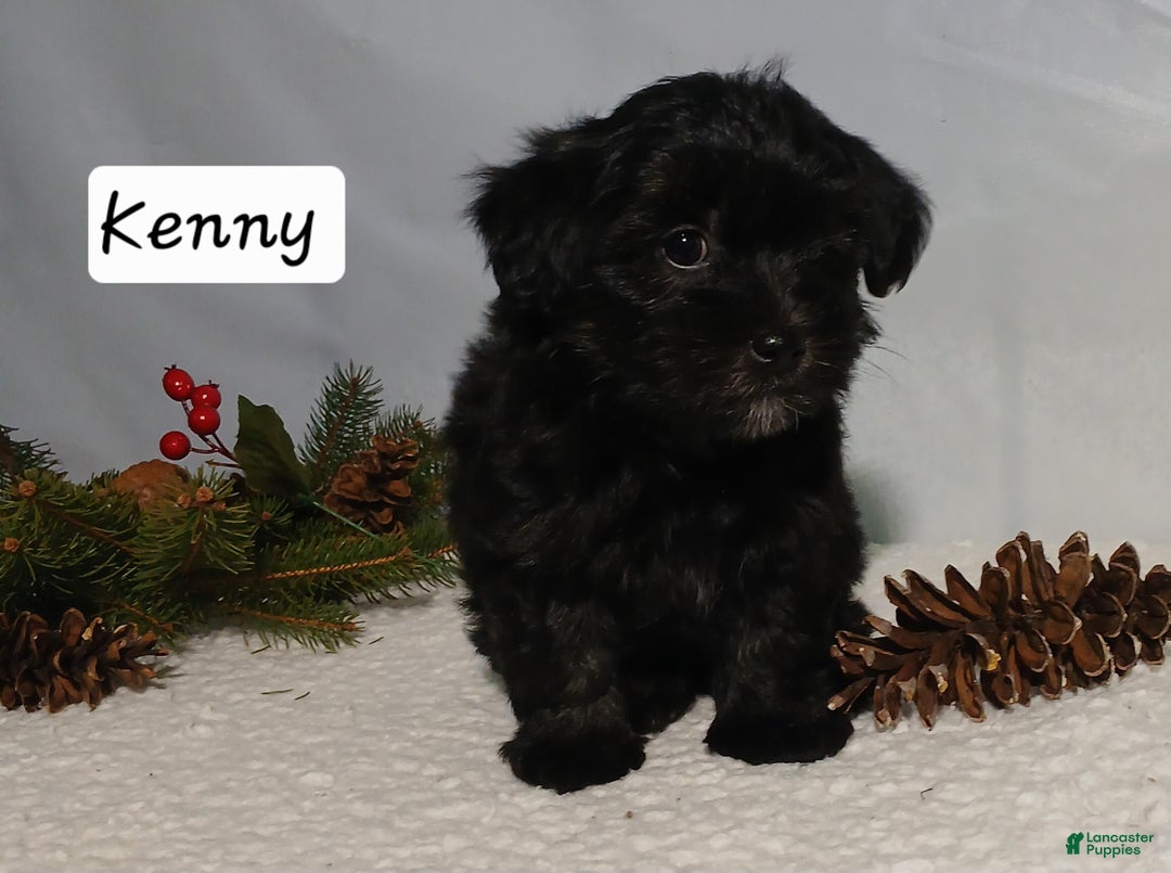 Yorkiepoo dogs for sale: Kenny - Ad 3