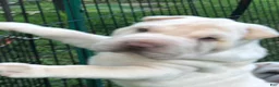 Shar Pei dogs for sale: Shar Pei Puppy 1 - Ad 12