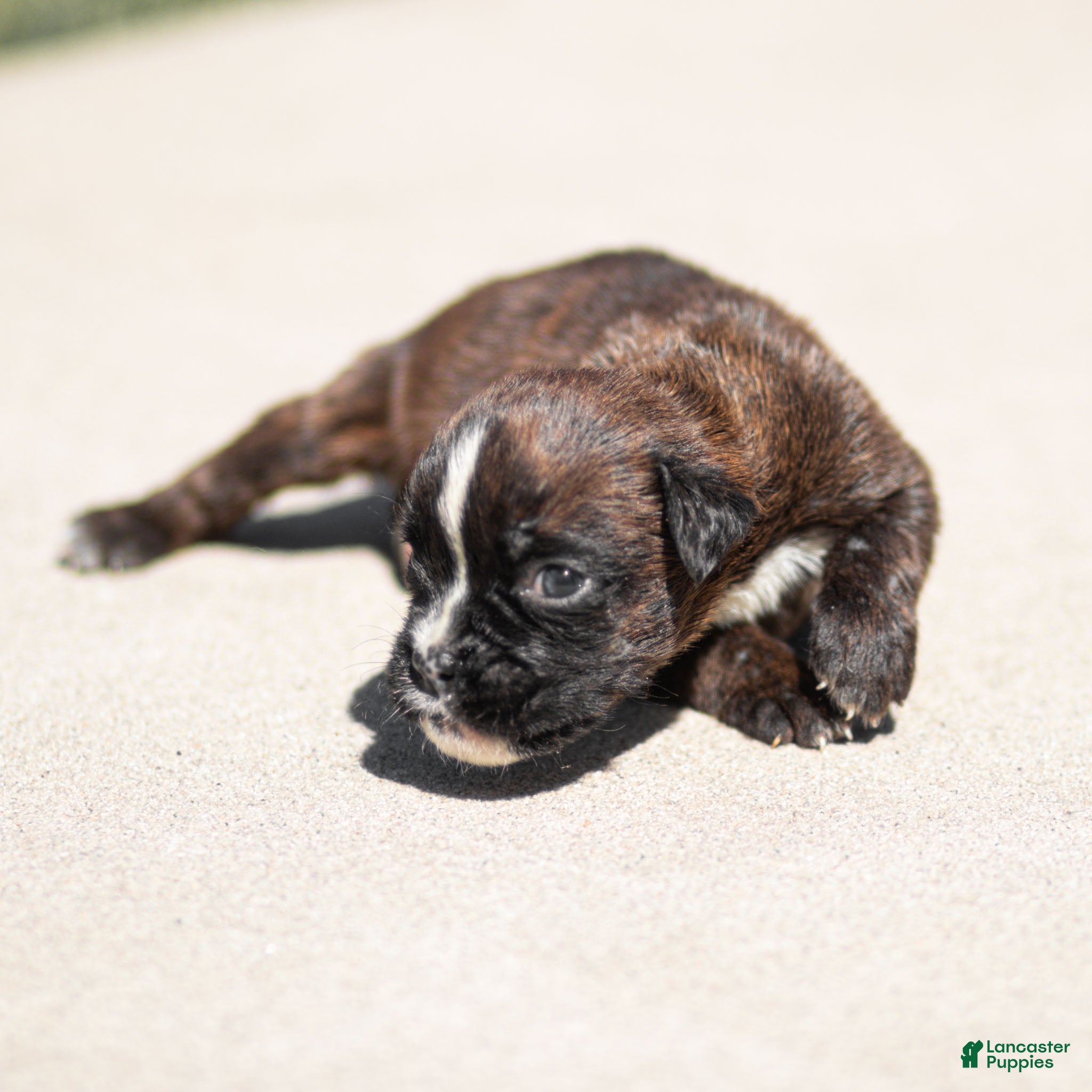 Boxer dogs Laney Boxer Puppy  - Ad 1