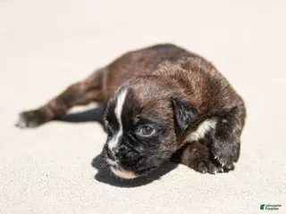 Boxer dogs for sale: Laney Boxer Puppy - Ad 1