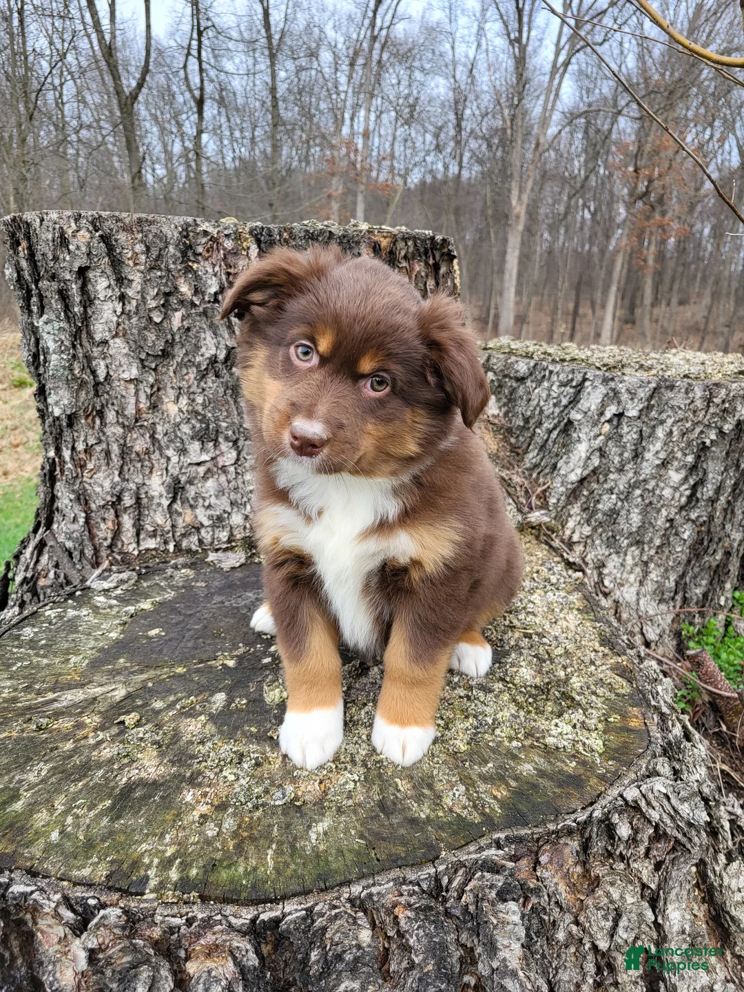 Australian Shepherd dogs for sale: Dutchess  - Ad 2