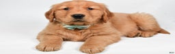 Golden Retriever dogs for sale: Charlie - Ad 9