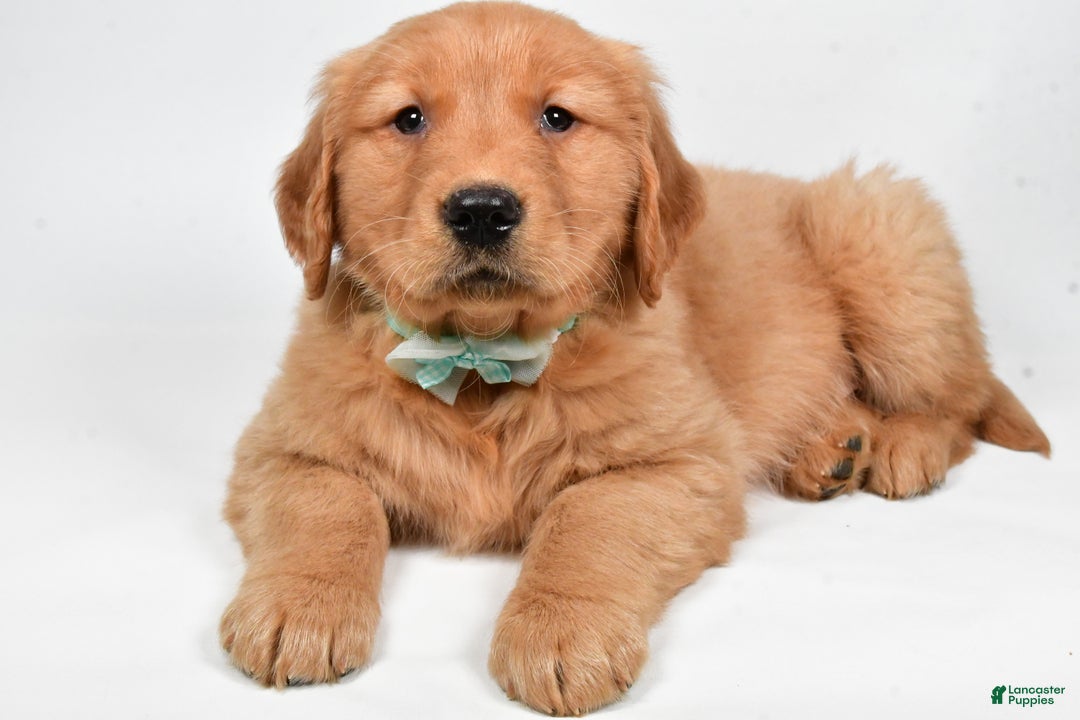 Golden Retriever dogs for sale: Charlie - Ad 9