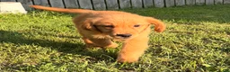 Golden Retriever dogs for sale: Mario - Ad 2