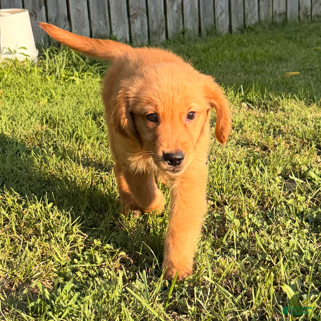Golden Retriever dogs for sale: Mario - Ad 2