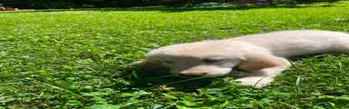 Golden Retriever 2