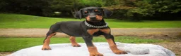 Doberman Pinscher dogs for sale: Isadora - Ad 7