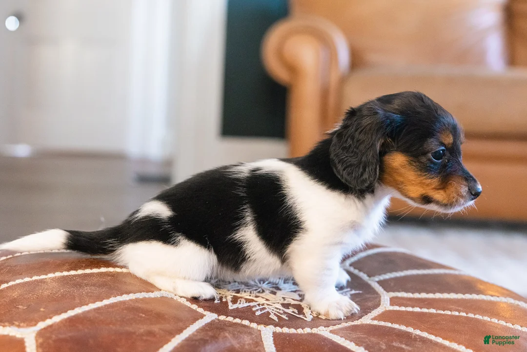 Miniature Dachshund dogs for sale: Greta Longbody - Ad 5