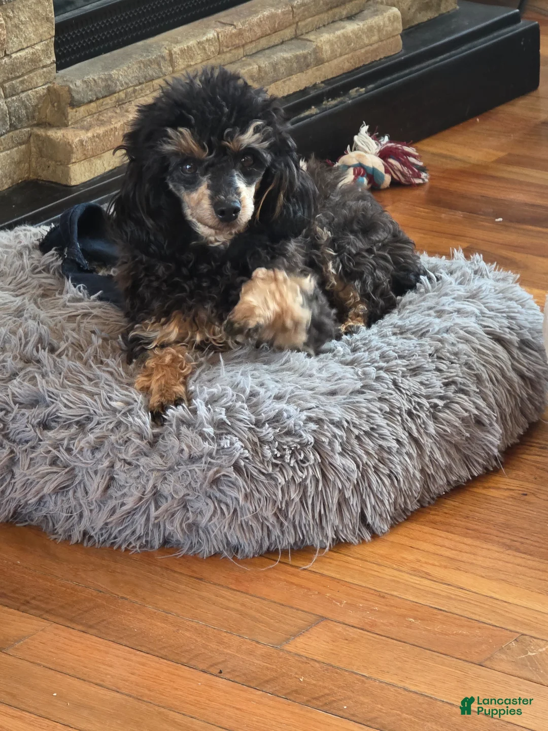 Toy Poodle dogs for sale: Toy Poodle adult female - Ad 2