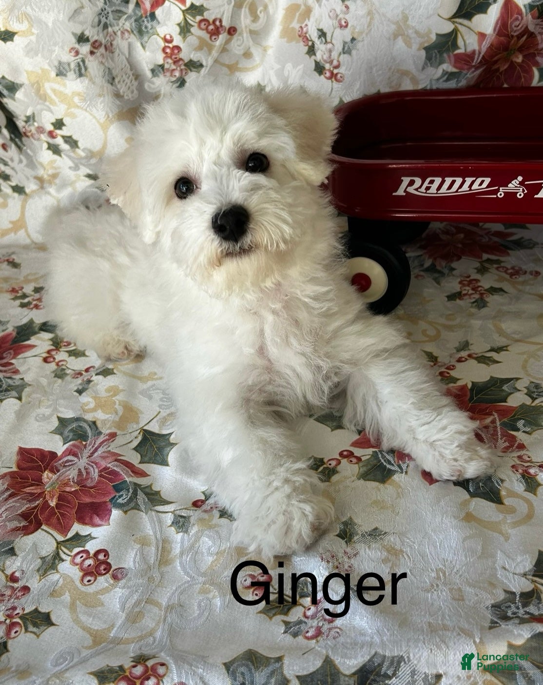 Bichon Frise dogs Bichon Frise Puppy 1 - Ad 18