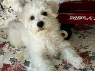 Bichon Frise dogs Bichon Frise Puppy 1 - Ad 10