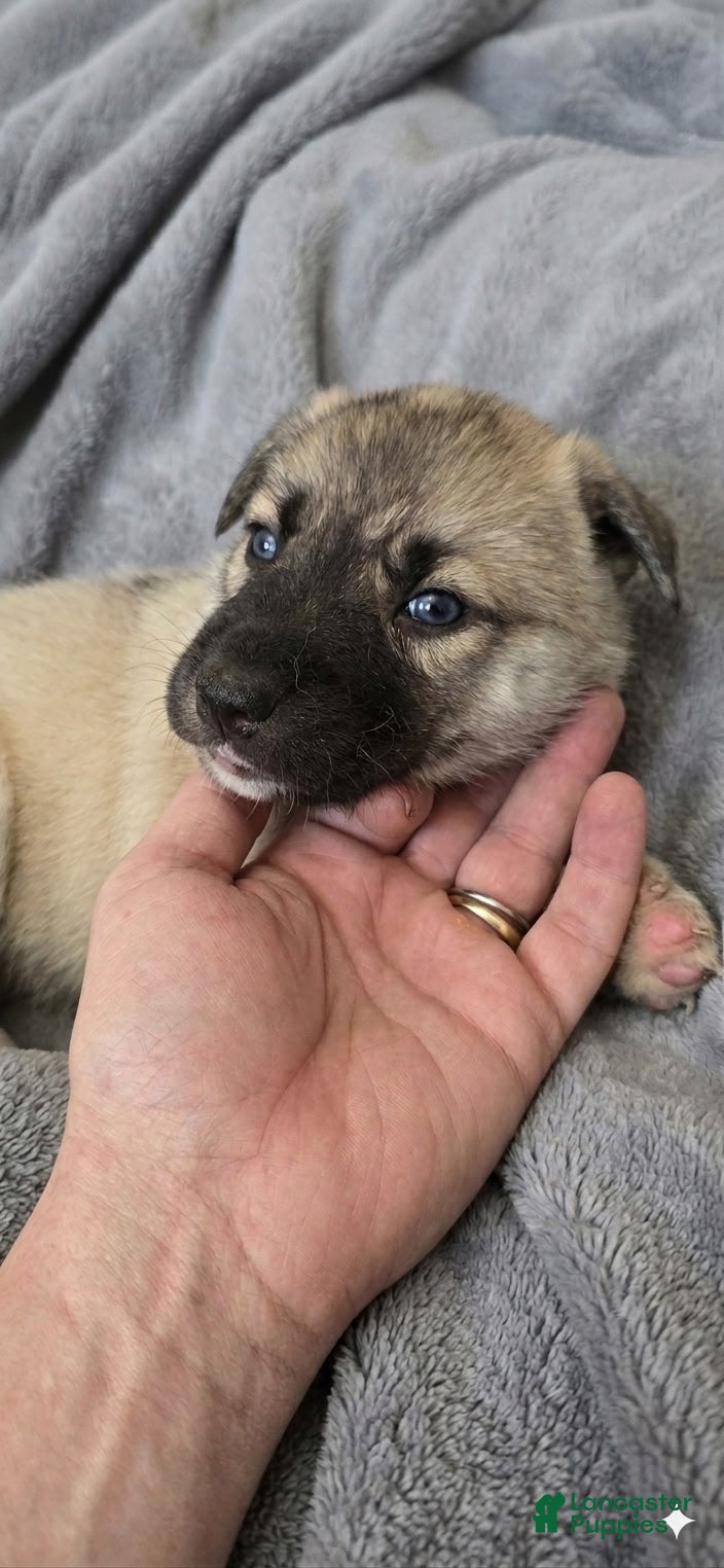 Gerberian Shepsky dogs for sale: Gerberian Shepsky 6 - Ad 4