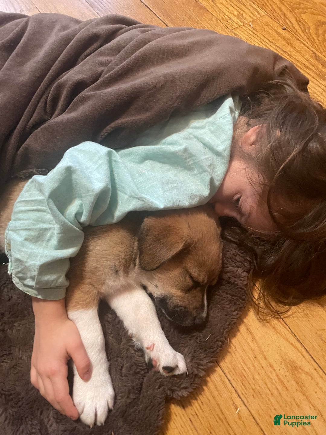 Mixed Breed dogs for sale: 💫Comet: one of Santa’s Rein-puppies  - Ad 4