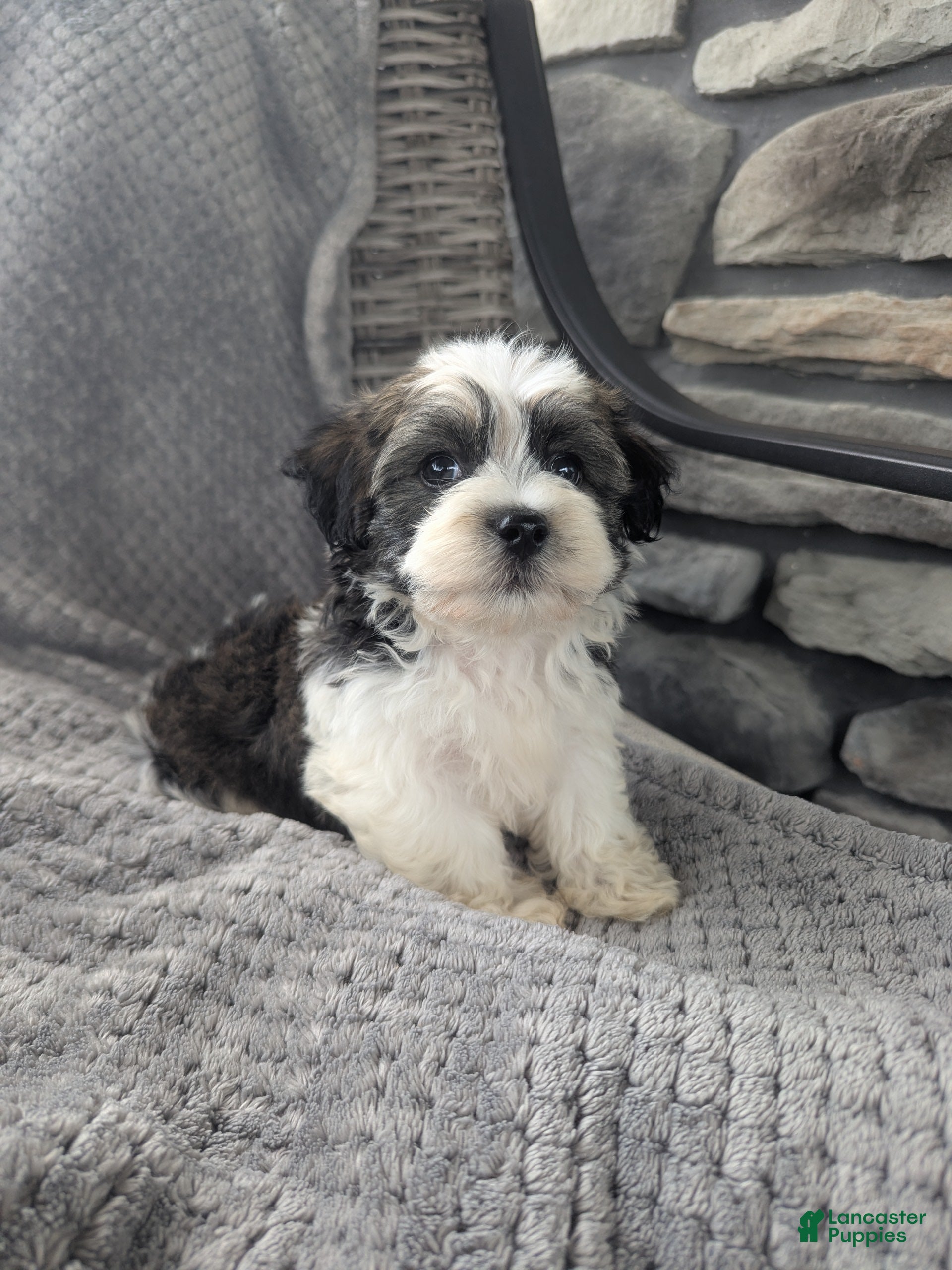 Havanese dogs Otis  - Ad 2