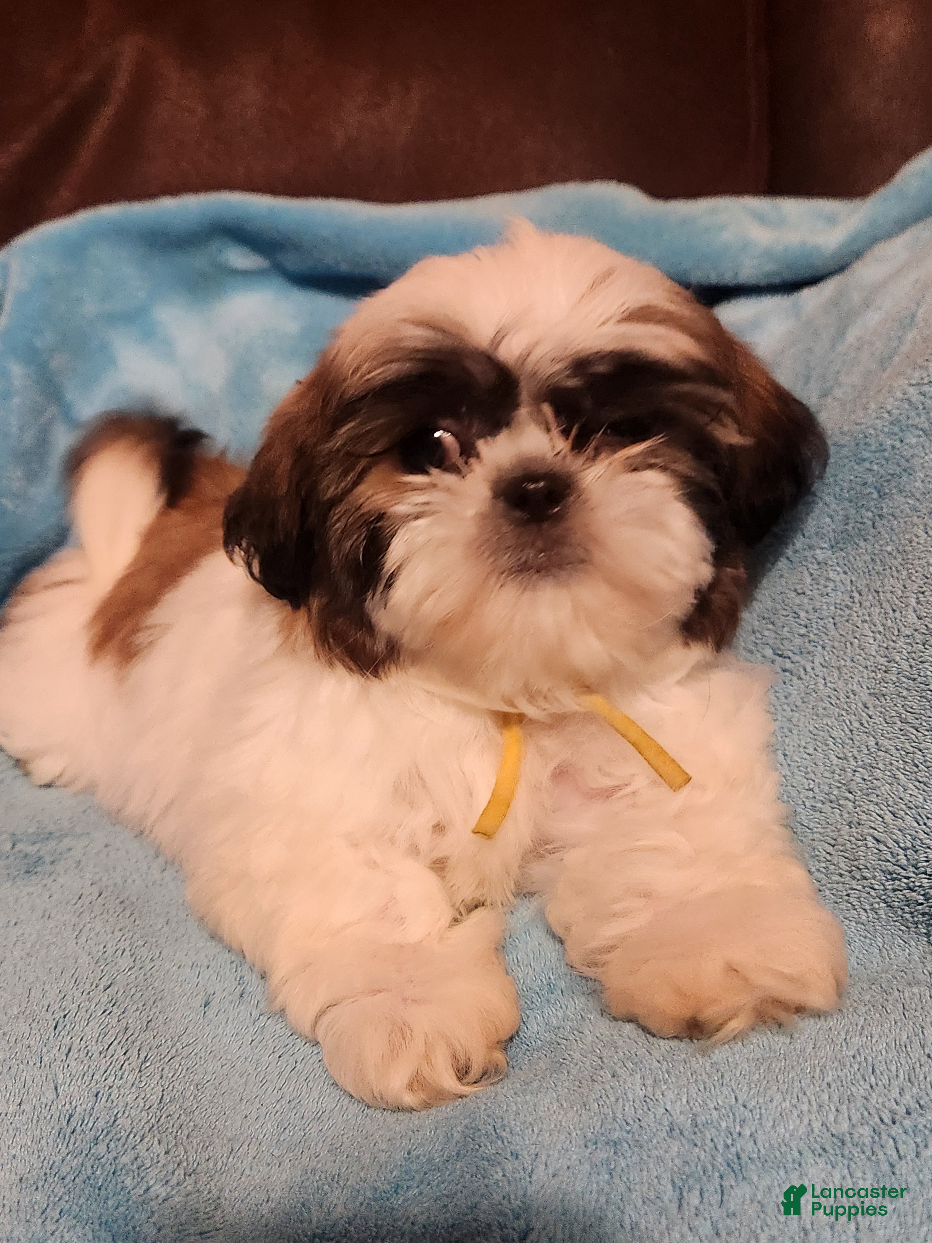 Shih Tzu dogs Shih Tzu Puppy 6 - Ad 4
