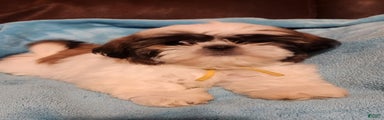 Shih Tzu Puppy 6