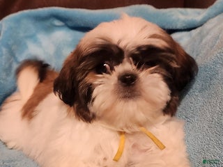 Shih Tzu dogs Shih Tzu Puppy 6 - Ad 9