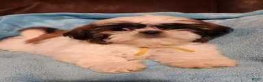 Shih Tzu Puppy 6