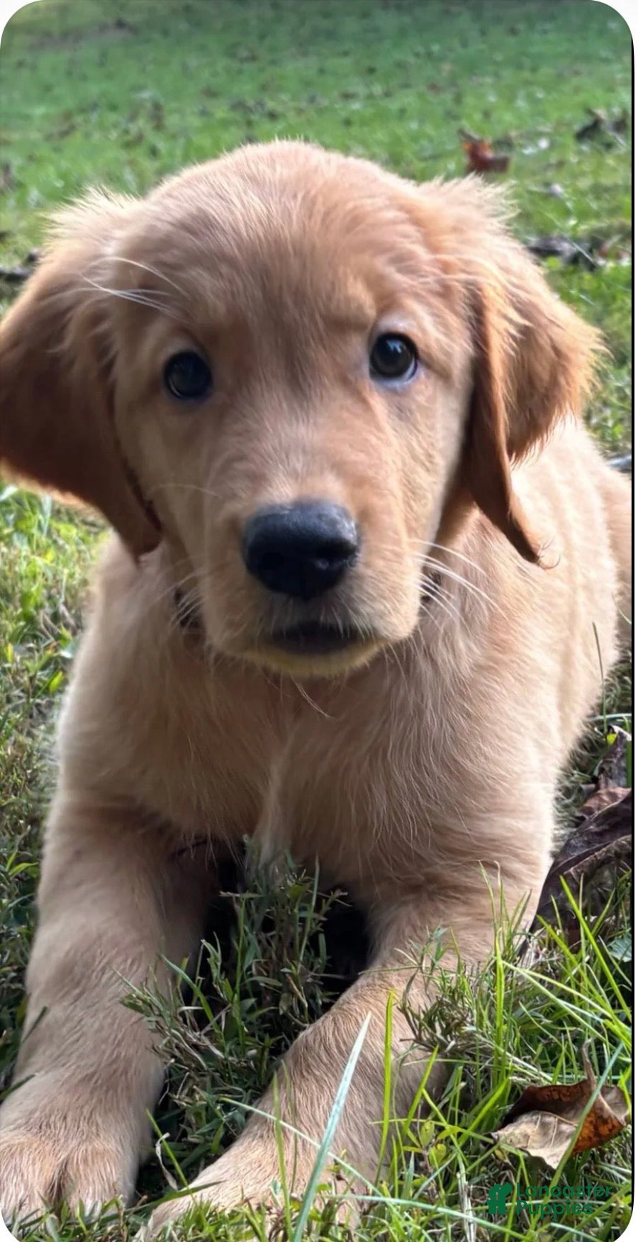 Golden Retriever dogs Golden Retriever “Leo” - Ad 1