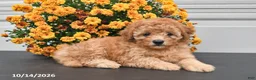 Bichpoo dogs for sale: Theo - Ad 2
