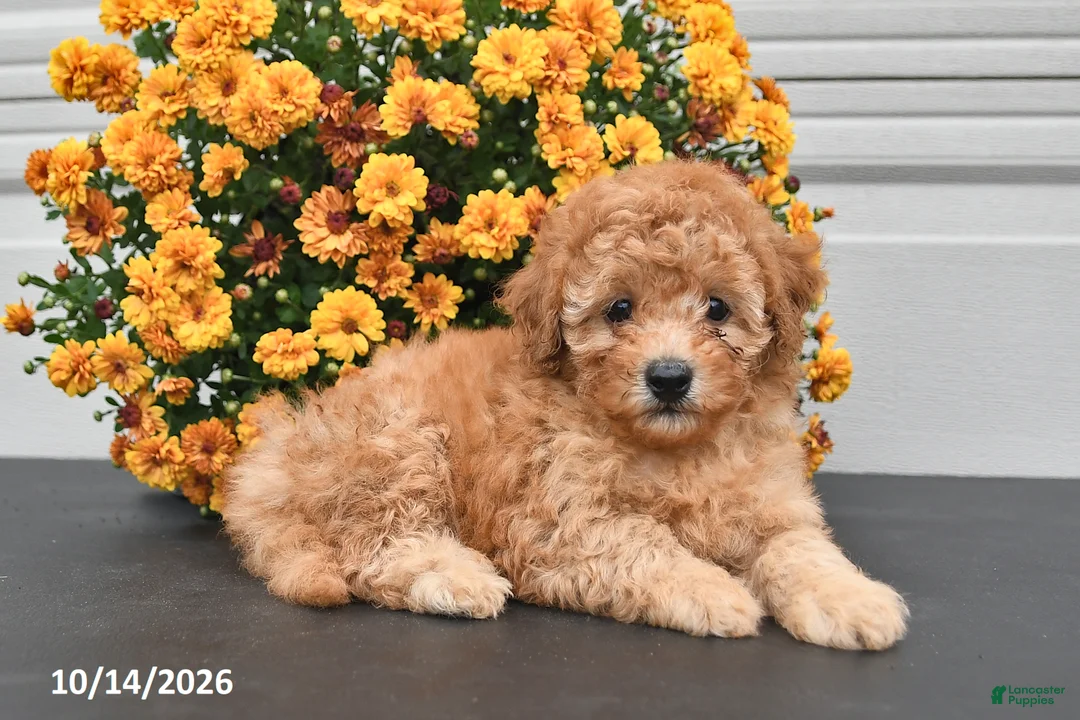 Bichpoo dogs for sale: Theo - Ad 2