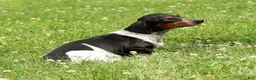 Miniature Dachshund dogs for sale: Thomas - Ad 10