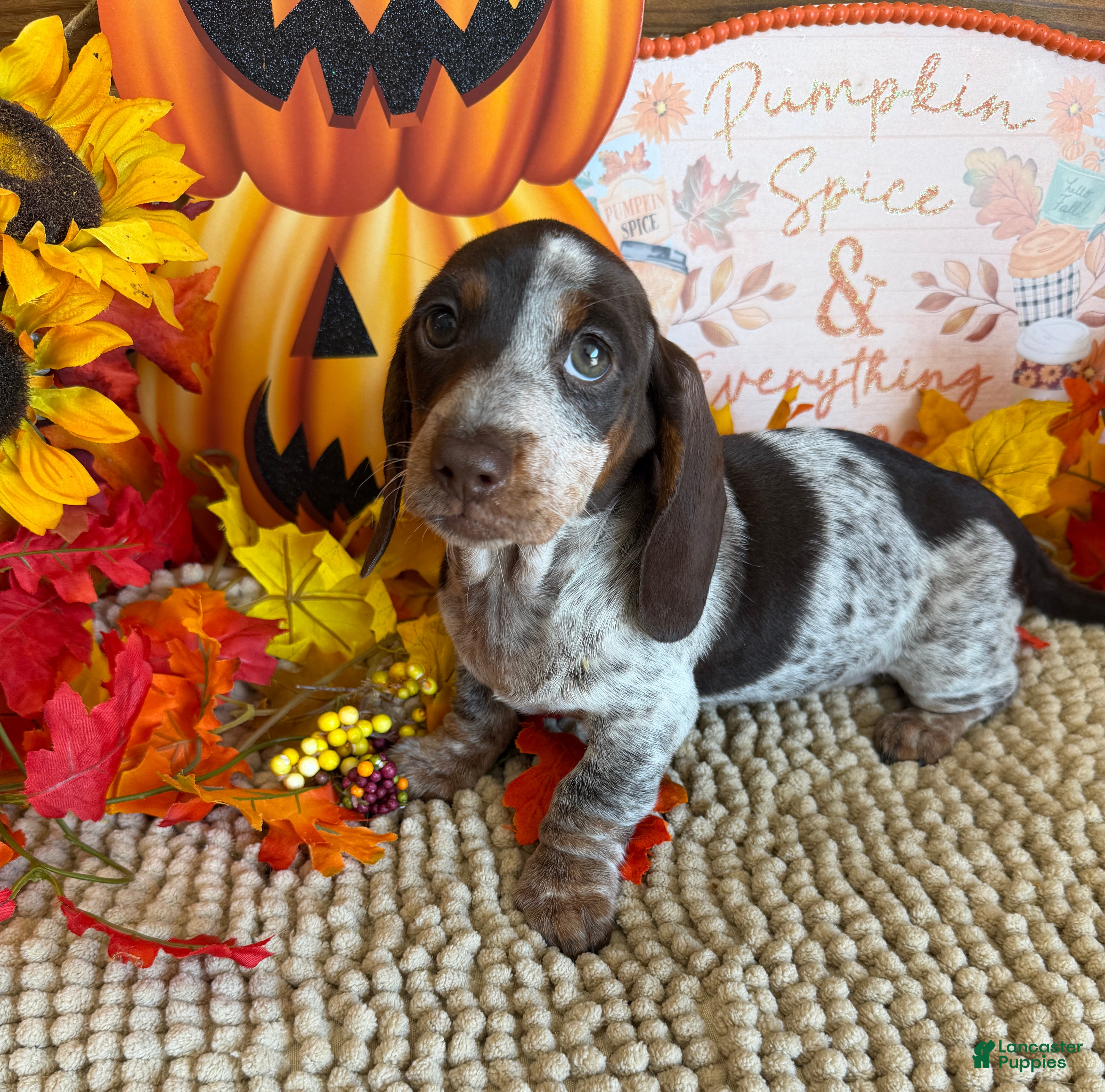 Miniature Dachshund dogs Bessie - Ad 10