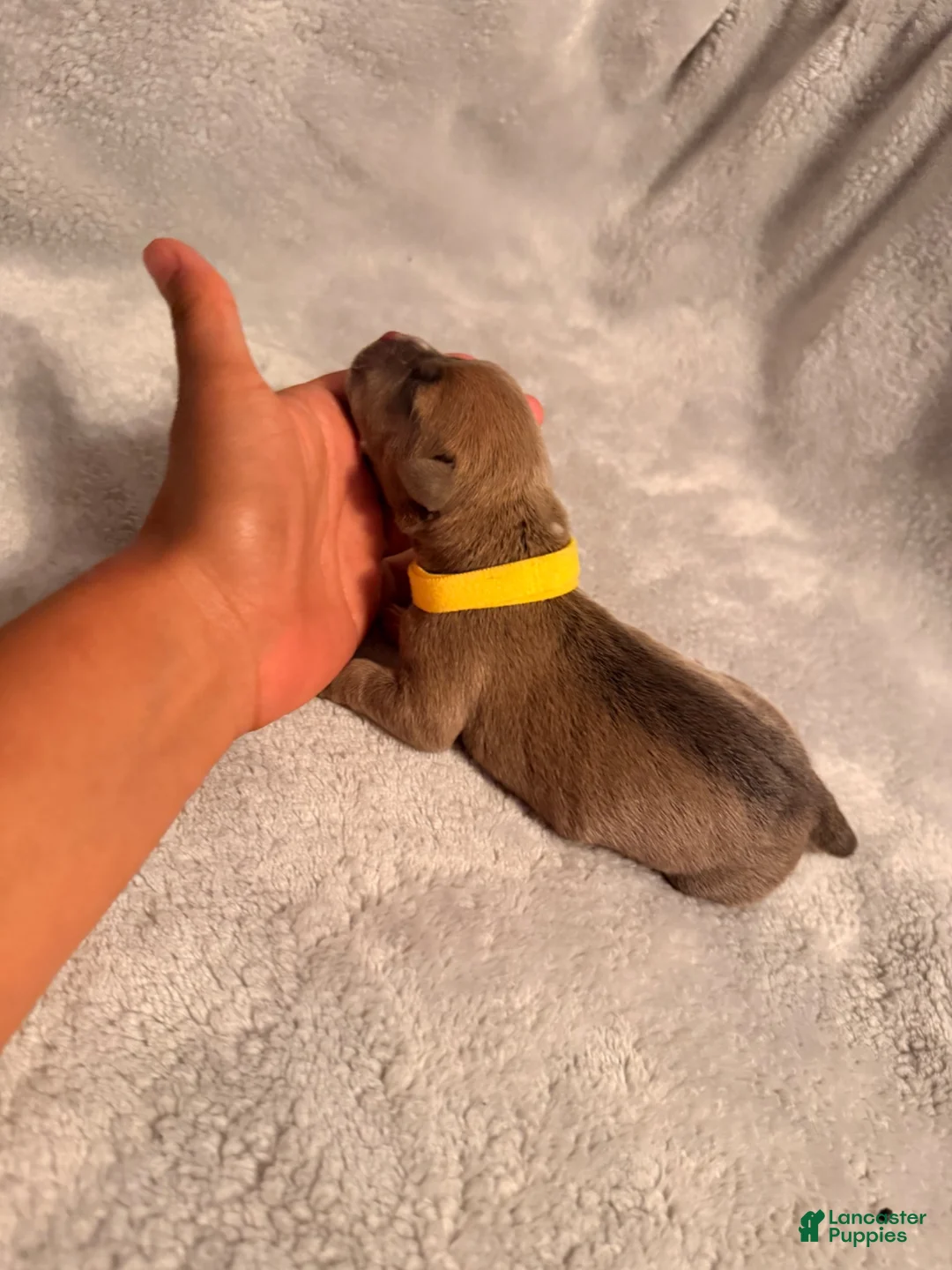 American Bully dogs for sale: Smut Yellow Collar - Ad 2