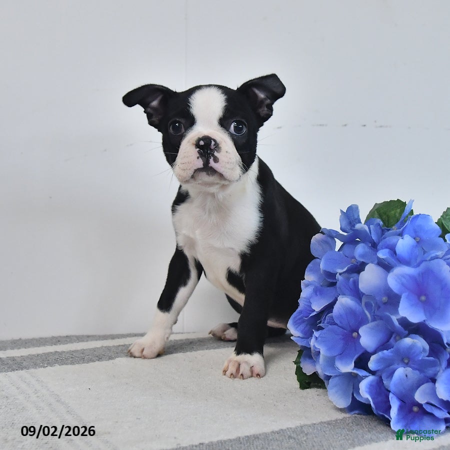 Boston Terrier dogs for sale: Zara - Ad 3