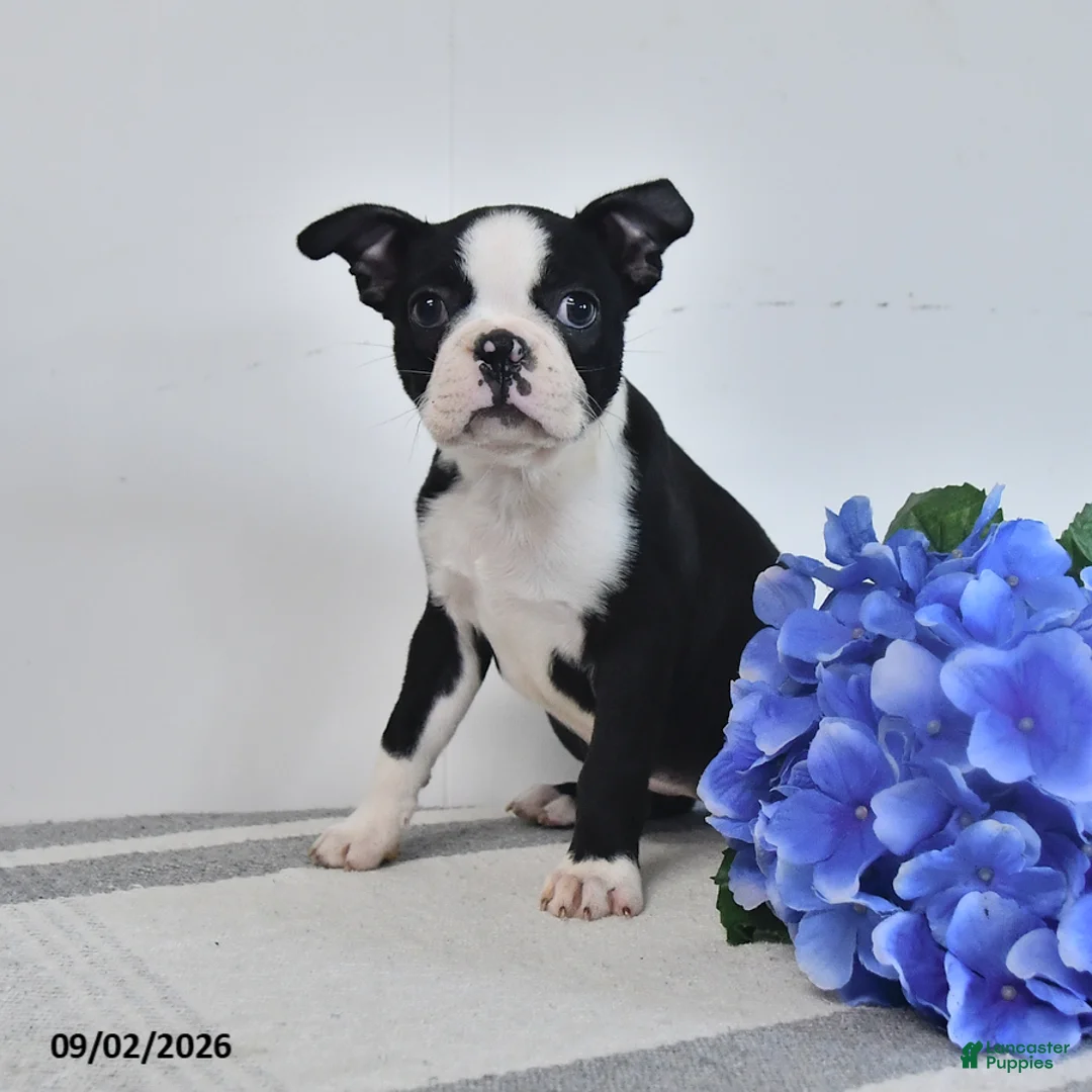Boston Terrier dogs for sale: Zara - Ad 1