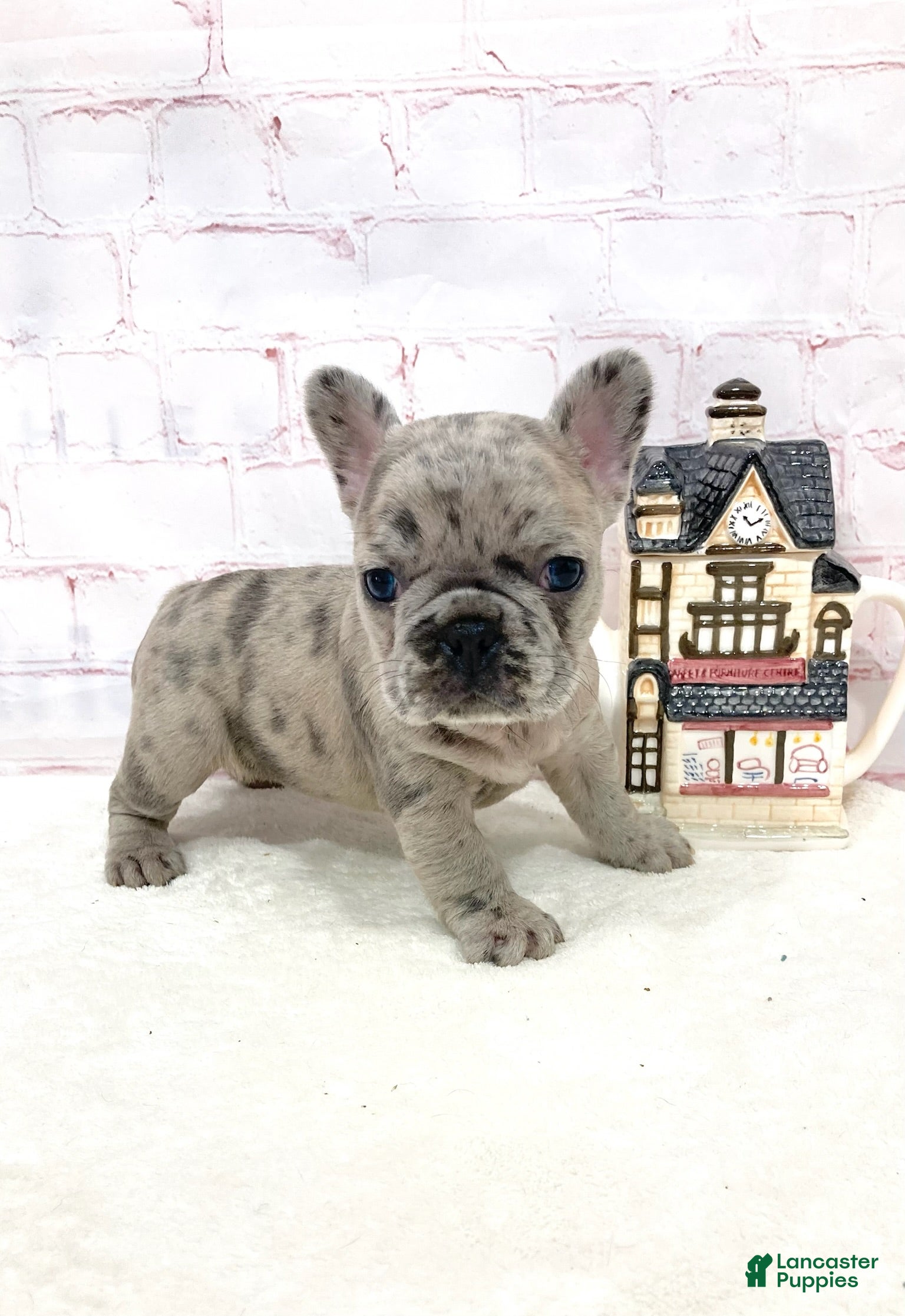 French Bulldog dogs Evie French Bulldog 2 - Ad 1