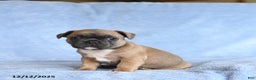 French Bulldog dogs for sale: Yeller - Ad 2
